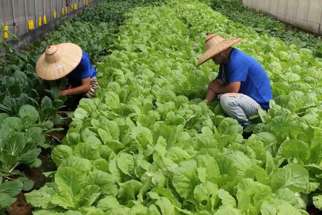 美好-有機蔬菜-封面圖